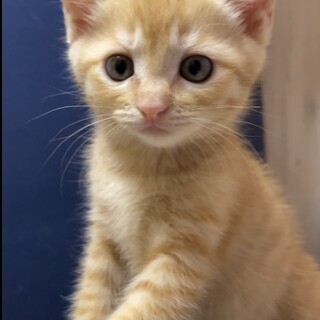 かわいい茶トラ兄弟、生後2ヶ月！