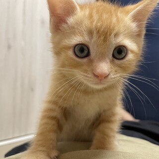 かわいい茶トラ兄弟、生後2ヶ月！