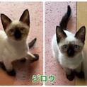 可愛いシャム猫ミックス　ジロウくん