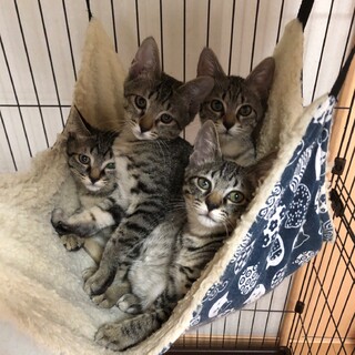 仲良しキジの兄妹♪　♂♂♀♀