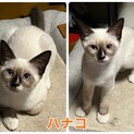 可愛いシャム猫ミックス　ハナコちゃん