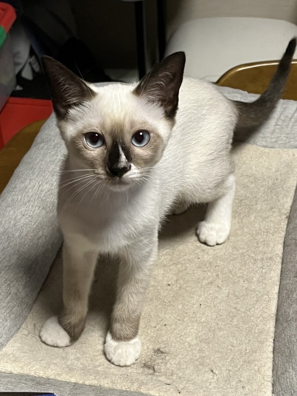 可愛いシャム猫ミックス 東京都 猫の里親募集 ペットのおうち 月間利用者150万人