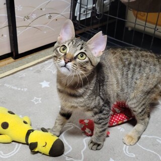 遊び大好き！怖がりのよしちゃん