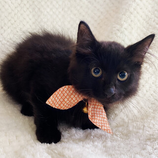 ふわふわ長毛♪まっくろ『くろすけ君』２ヶ月