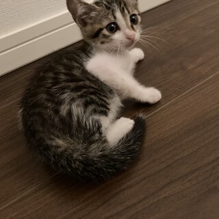 赤鼻の可愛いメスの子猫です