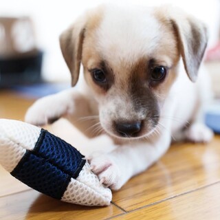 小さいのにパワフル男子