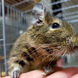 デグー（オス）里親募集