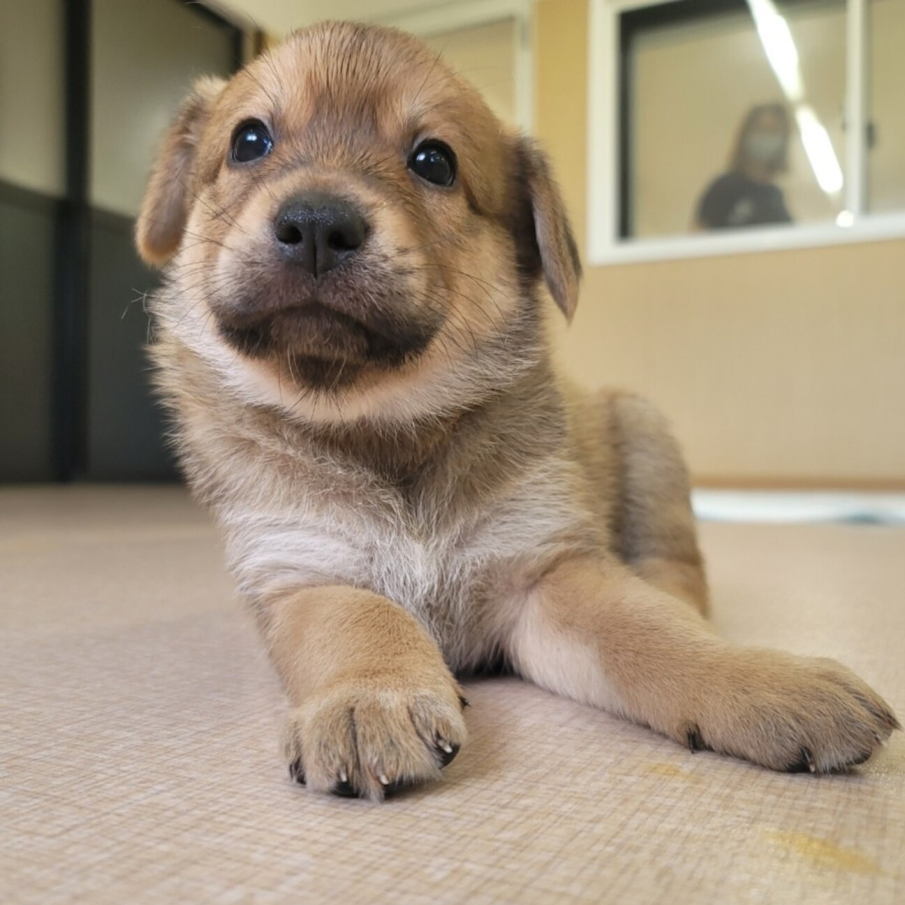 子犬のペッパー君 北海道 犬の里親募集 4255 ペットのおうち 月間利用者150万人