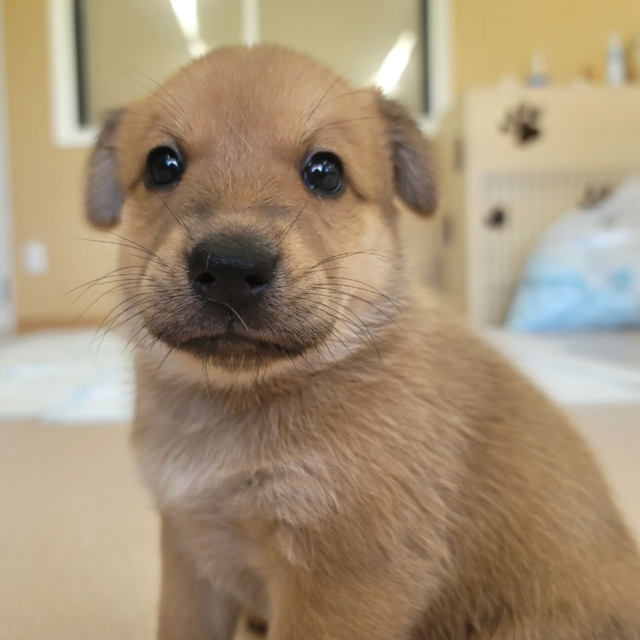 子犬のローリエ 北海道 犬の里親募集 4258 ペットのおうち 月間利用者150万人