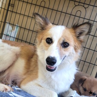 帯広市の犬の里親募集情報まとめ ペットのおうち 月間利用者150万人