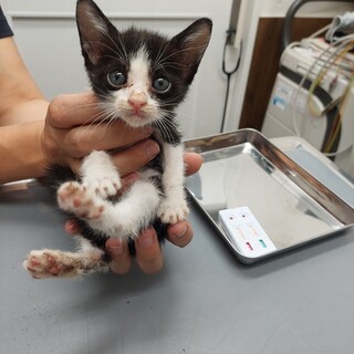 ハチワレの女の子1カ月齢・動画あり