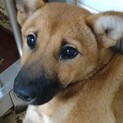 仔犬の様です、可愛いお顔の女の子です！