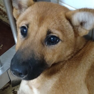 仔犬の様です、可愛いお顔の女の子です！