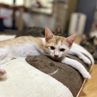 元気で甘えん坊3兄弟