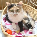 綺麗な毛色の長毛猫【すもも】