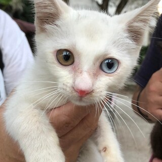 まだまだチビにゃん、オッドアイの白猫マイ君！