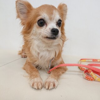 チワワ★人が大好きなエマちゃん　繁殖引退犬
