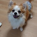 チワワ３～４歳★ビビリなカイ君　繁殖引退犬