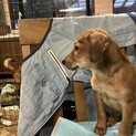 生後約3ヶ月の子犬里親緊急募集