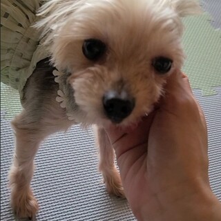 ヨークシャーテリア『陽』2kgと小柄な９才♂️