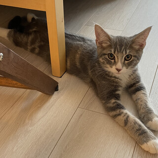 甘えた足長マンチの男の子です