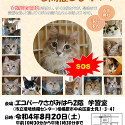 相模原市主催　猫の緊急譲渡会 サムネイル1