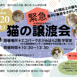 相模原市主催　猫の緊急譲渡会 サムネイル2