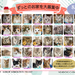 相模原市主催　猫の緊急譲渡会 サムネイル3