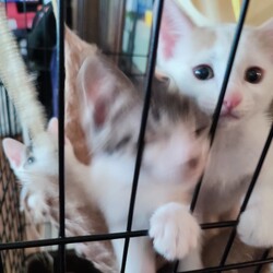 【里親募集】ケージから出たい子ねこたち…