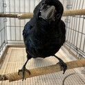 とても懐っこくて可愛いです