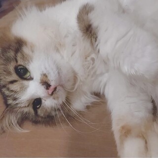 もふ蔵