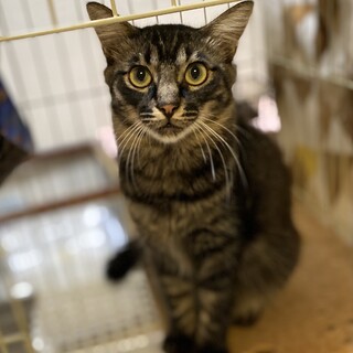 夏毛に変わった珍しい毛色の長毛君