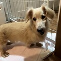 【優しいご家庭に迎えて頂けました】レモンちゃん