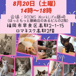 ねこ組福岡中央譲渡会in藤崎 サムネイル1