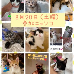 ねこ組福岡中央譲渡会in藤崎 サムネイル2