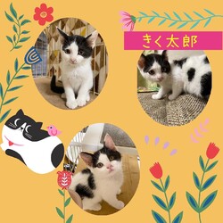 ねこ組福岡中央譲渡会in藤崎 サムネイル3