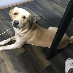 おにいちゃんは不在