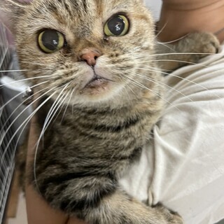 スコティッシュフォールド