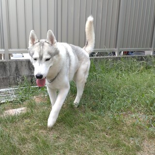 里親募集熊本県内在住者のみ