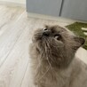 いがらしみゆき