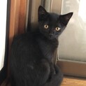 黒猫２ヶ月の女の子★ディナちゃん