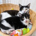 親子猫「トゥ＆ギャザー」