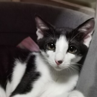 沖縄島猫　背中の稲妻模様クールなアトム君♠