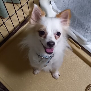 チワワ 5歳の男の子 ひまわりくん