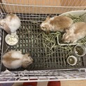●こうさぎの里親さん募集●ホーランドフレンチロップ