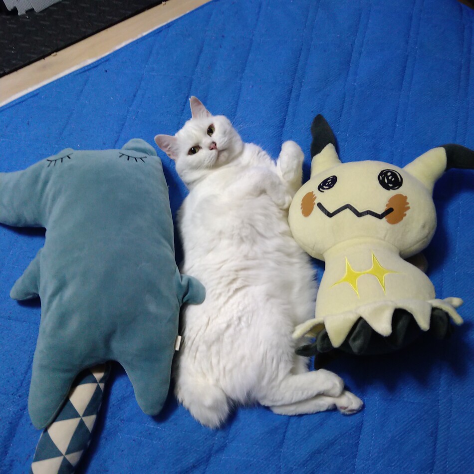 レオのカバー写真