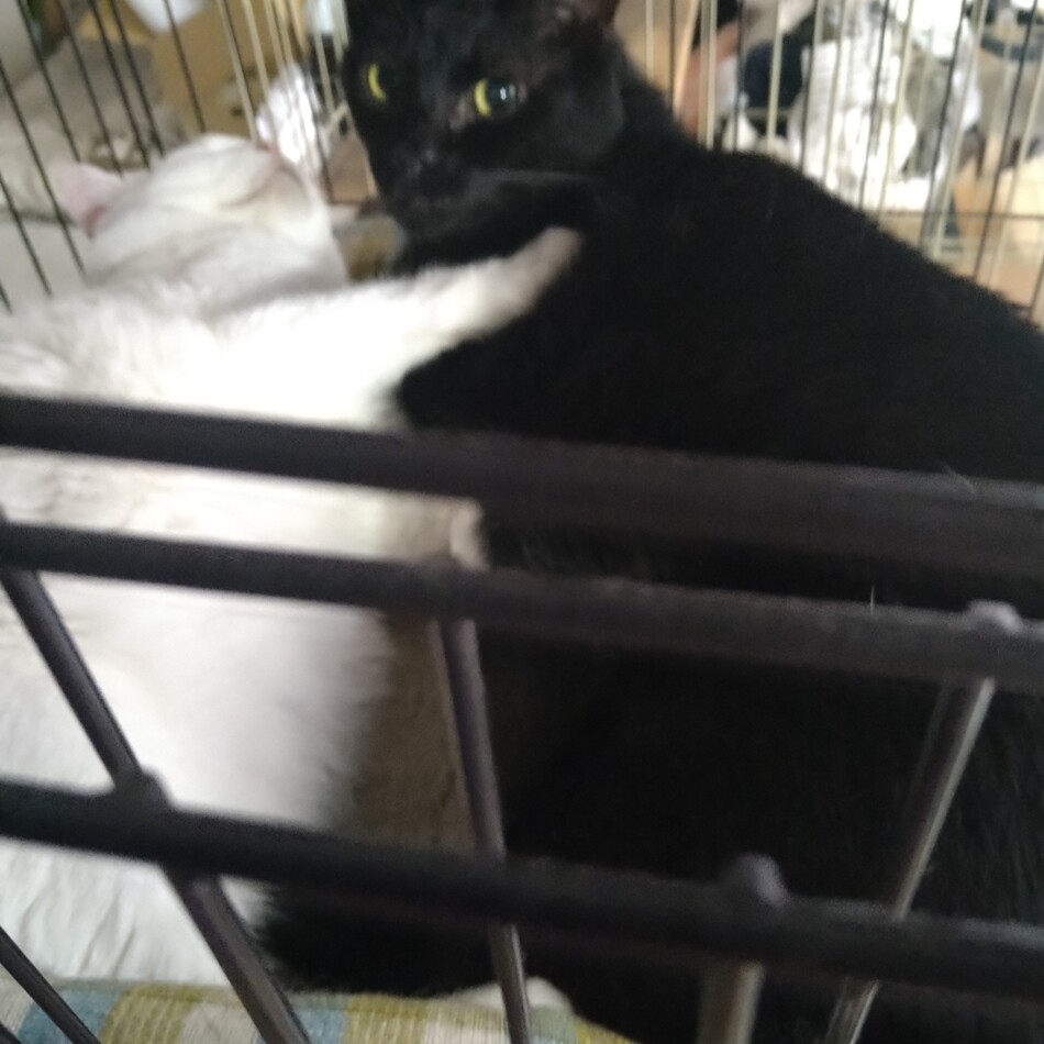 まくろのカバー写真