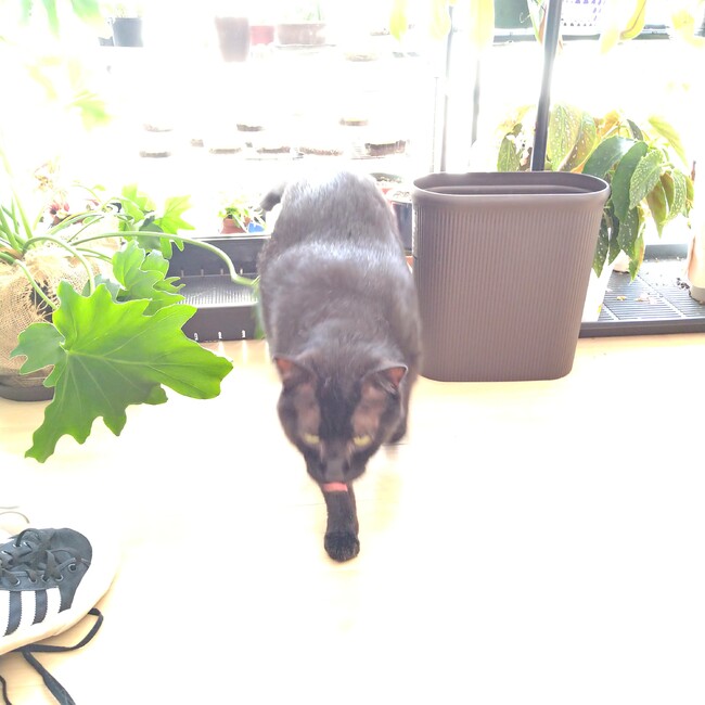 あみょんのわだみーのカバー写真