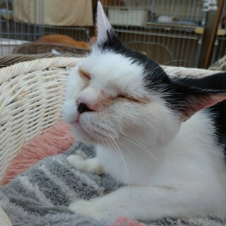 お膝が大好きスリゴロカヤくん♂4歳