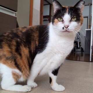 ナデナデ＆ポンポン好きミーコちゃん♀7歳